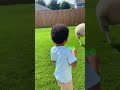 Sheep Goes Crazy For Bubbles!