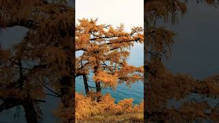 КРАСОТА  ЗЕМНАЯ🌎 🩶🩵🌍🩶🩵Его  Величество.... #music #природныепейзажи #beautiful #природа