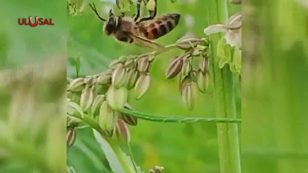 Kenevirden bal üretti