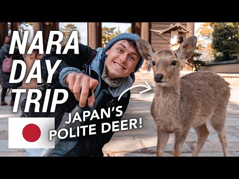 Exploring Nara: Japan’s City of Polite Wild Deer 🇯🇵