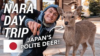 Exploring Nara: Japan’s City of Polite Wild Deer 🇯🇵