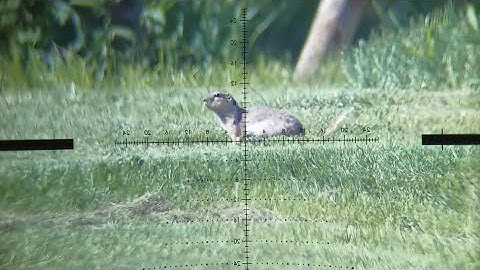 Air Gun Hunting: Gopher Hunting in Central Alberta