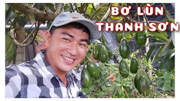 Bơ lùn Thanh Sơn rất sai trái | 0386569374 - Ngọc Ngân Bến Tre | Chuyên cây độc lạ