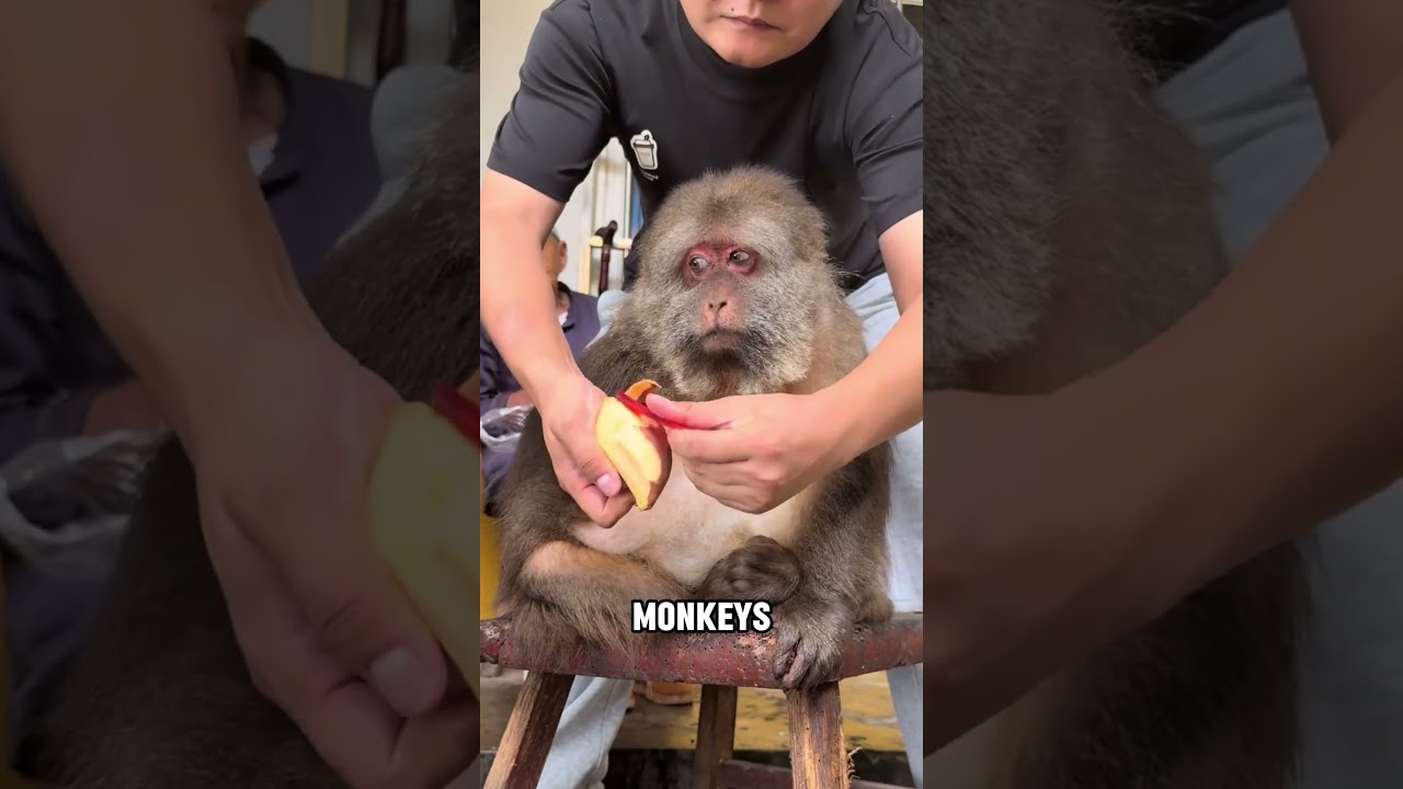 Old Monkey Adorable Feeding