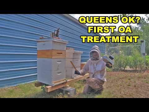 Post-Harvest Out Yard Checks – Queenright Checks and First Oxalic Acid Treatment
