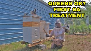 Post-Harvest Out Yard Checks – Queenright Checks and First Oxalic Acid Treatment