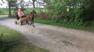 Pony Galloping Slow Motion