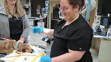 Penn Foster Externship 1 Skill 13 Orogastric Intubation