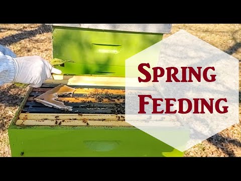 Video: Spring Titi informacija ir priežiūra: bičių maitinimas juoduoju tičio medžiu
