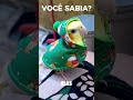 Ela pode passar frio 😳#cockatiel #calopsita #pets