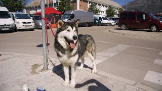 Выставка собак город Бар Черногория