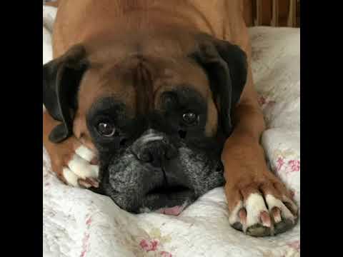 casey the talking dog