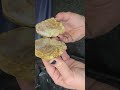 Definitely cab material here.#chalcedony #agate #rocks #Lapidary