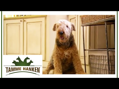 Video: Abgemagerter Hund aus der Wüste hat dank Kunden wie Ihnen ein fantastisches Zuhause!