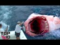 Top 10 Deep Sea Discoveries That Prove The Megalodon Existed - Part 2