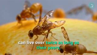 Low Protein Diet in Early Life Increases Lifespan in Fruit Flies