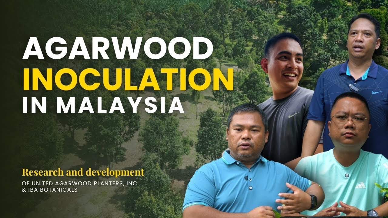 UAPI and IBI Team Gain Advanced Agarwood Inoculation Skills Through Malaysia Training