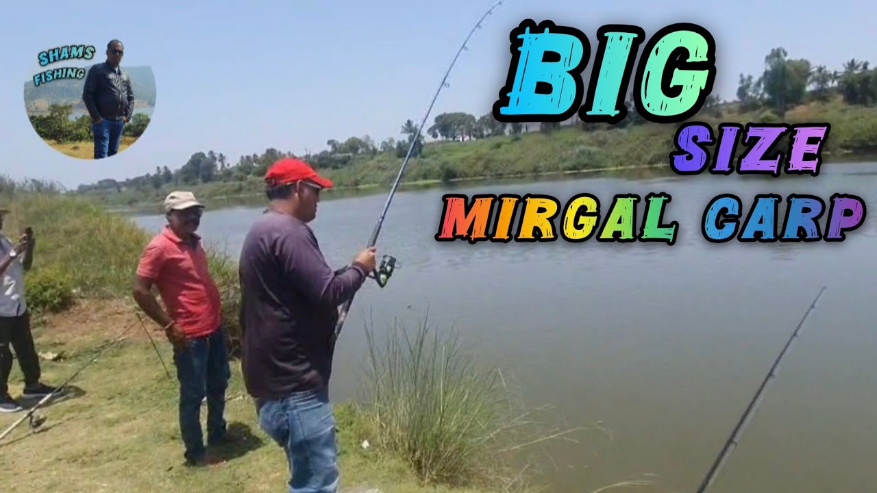 Big Size Mirgal Carp 