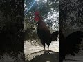 الديك يصيح ع الشجره