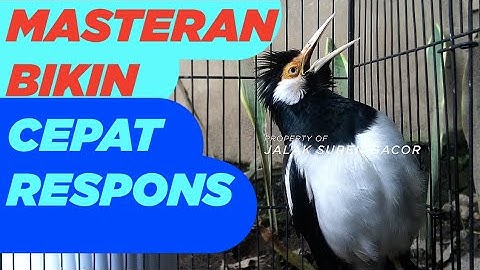 RATA RATA jalak suren lain CEPAT RESPONS dan GACOR kalau dengar masteran jalak ini