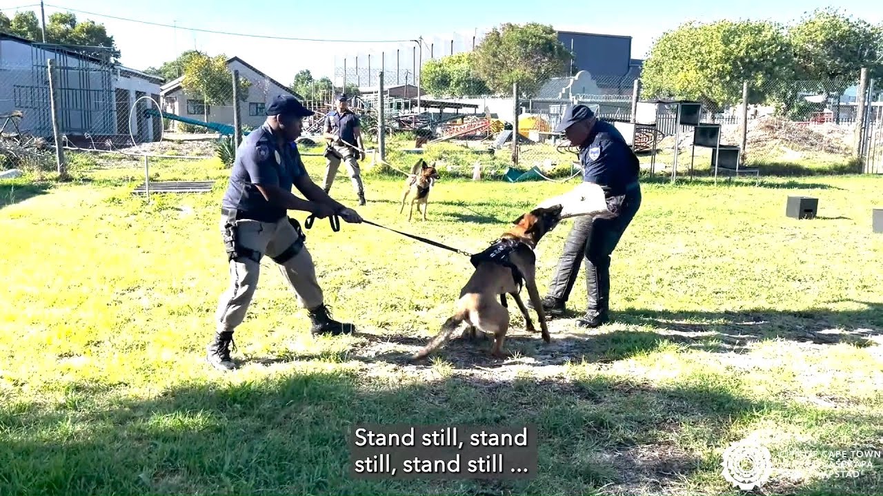 K9 Unit scores a ‘fur’fect 10!