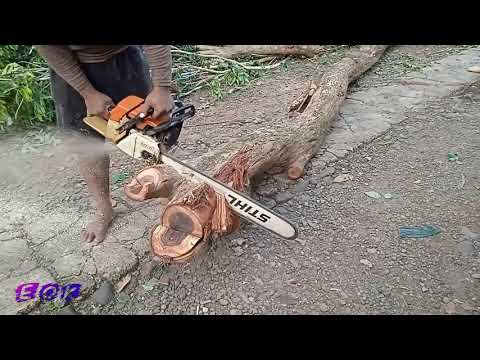 Video: Pelapik Larch. Lapik Stihl diperbuat daripada larch