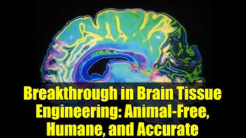 Breakthrough in Brain Tissue Engineering: Animal-Free, Humane, and Accurate