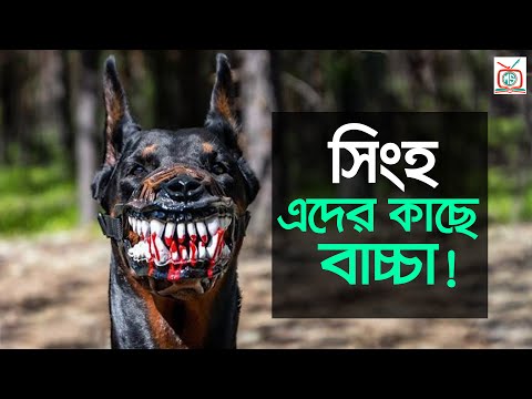 ভিডিও: বুক স্ট্যান্ড: সেগুলি কী, তাদের কাজ৷ কিভাবে আপনার নিজের হাত দিয়ে একটি স্ট্যান্ড করতে?