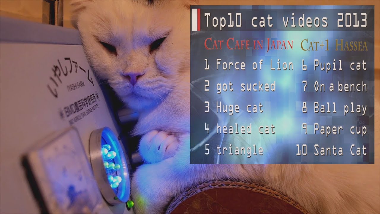 best 101 【 Top10 My Cat Videos 2013 】 Cat cafe in Japan
