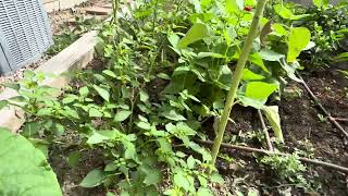 July garden with some tips for pruning tomatoes