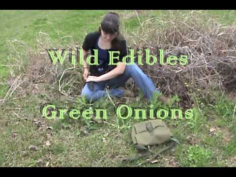 Wild Edibles: Identifying Wild Onions