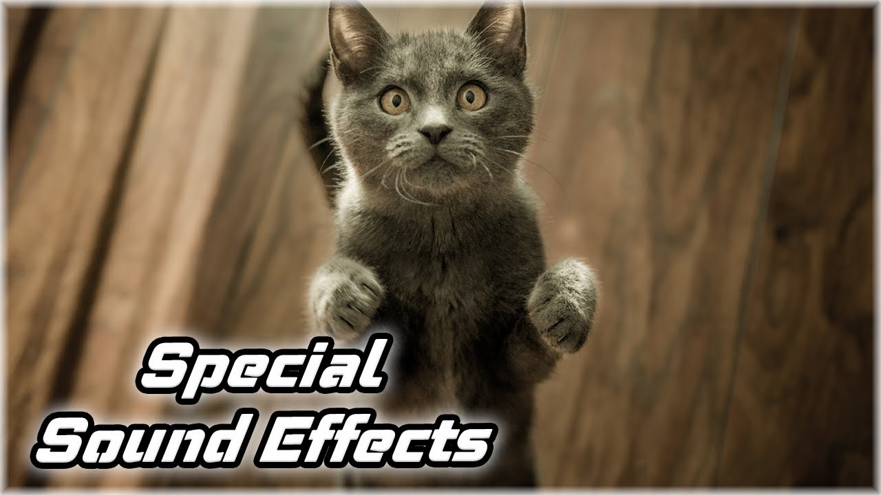 Sound Effect Cats Fighting 2 YouTube