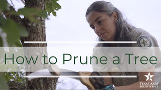 How To Prune A Tree - Experts Demonstrate What, How, Why To Prune - Youtube