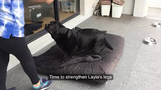 Simple Strength Exercises you can do at home for your Dog with Arthritis ... using a Magic Carrot screenshot 5
