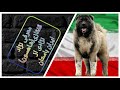 معرفی سگ قفقازی (شاهسون)سگ ایران باستان سگی شبیه خرس🐻🐻