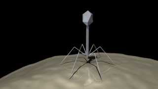 T4 BACTERIOPHAGE