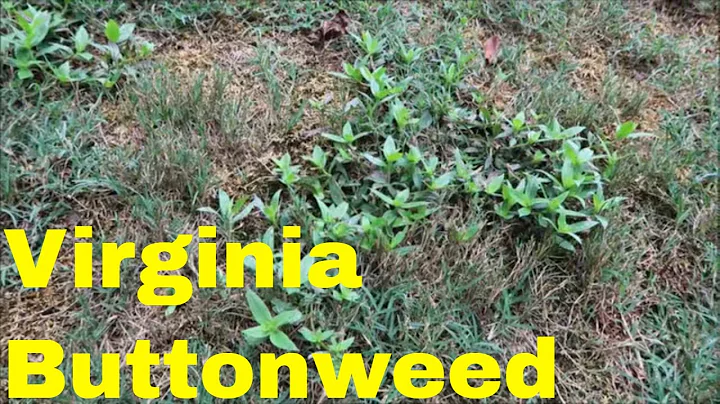 Weed Control for Virginia Buttonweed in the Lawn