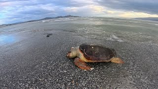 Αργολίδα - Νεκρή θαλάσια χελώνα στην παραλία