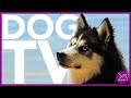 DOG TV - Beach Walk for Dogs - Dog Entertainment Video in 4K