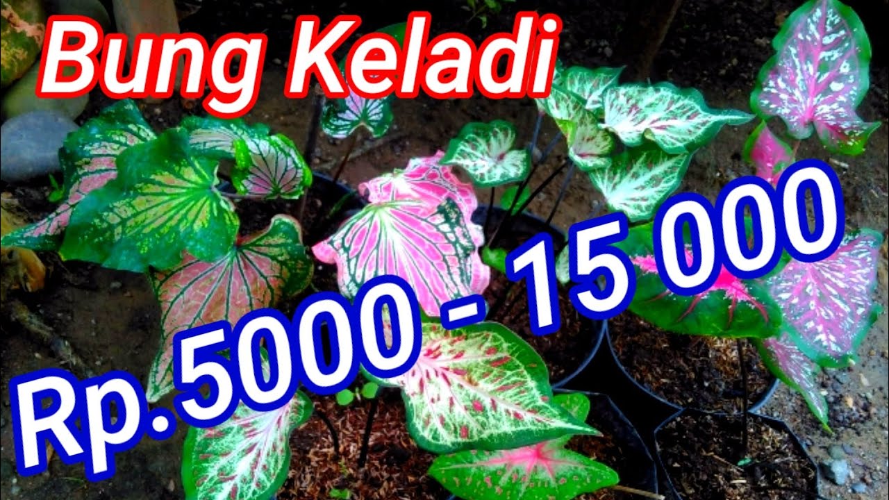 Bunga Keladi Hias - YouTube