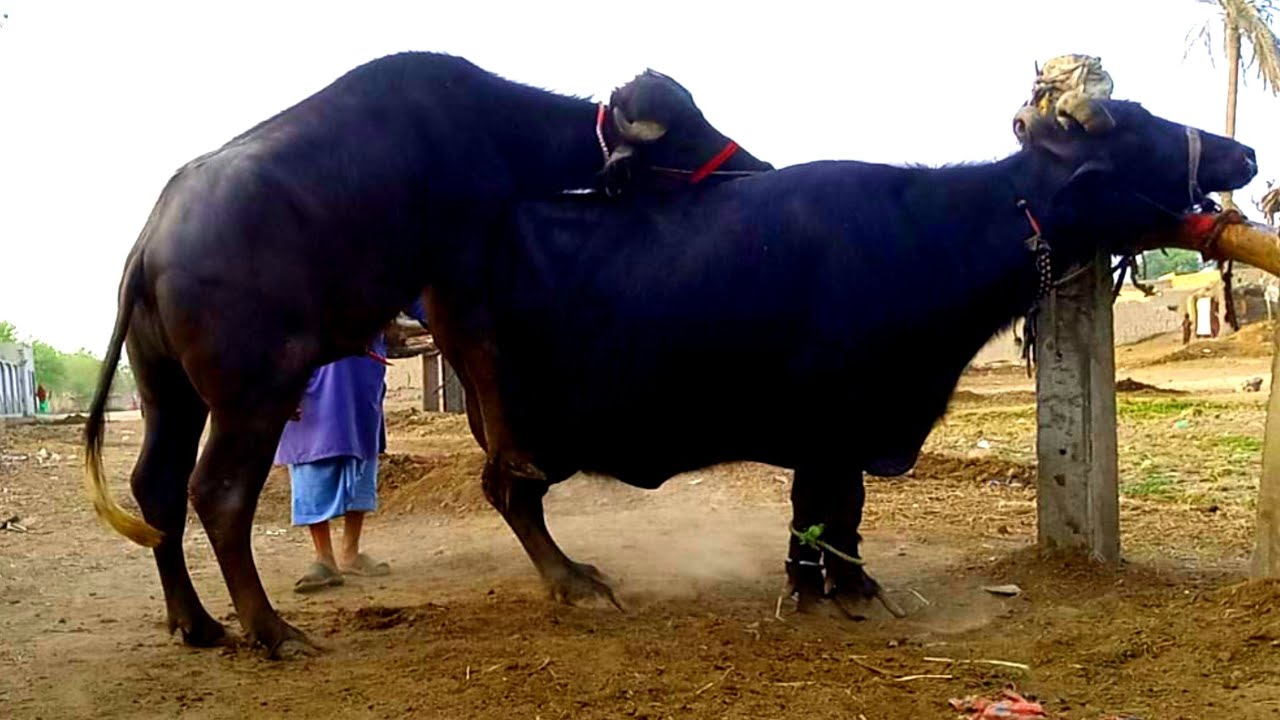 natural animal meeting|cow bull and buffalo|#cowmeeting|#hybridmating ...