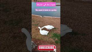 The sound of ducks in a garden صوت بط في حديقة