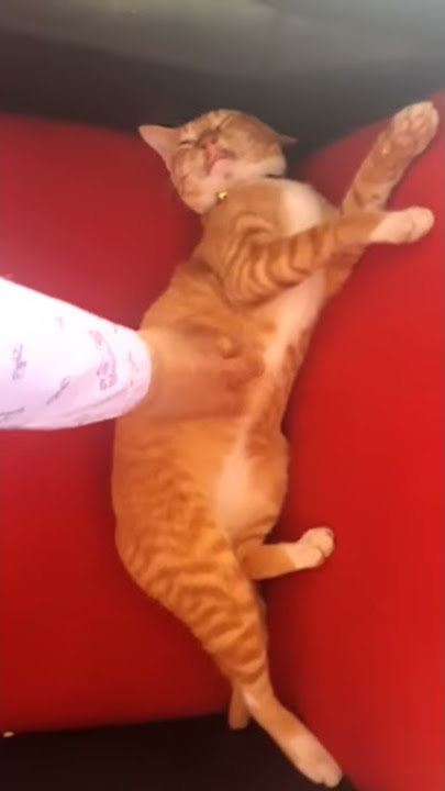 KUCING SULTAN . MENGGEMASKAN IMUT LUCU NAMANYA NGIONG