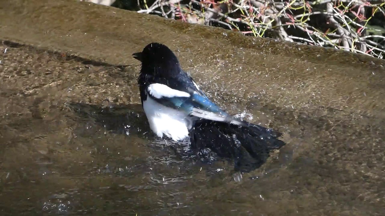 Magpie washing and drying