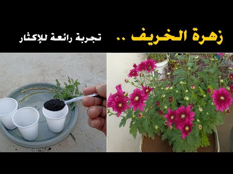 تجربة رائعة لزراعة و إكثار زهرة الخريف