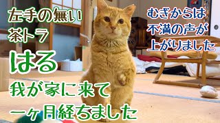 左手の無い猫　茶トラ5～はる、我が家に来て一ヶ月経ちました