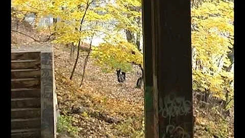 Derek Nelson From The Tree Summer 2011 DVD