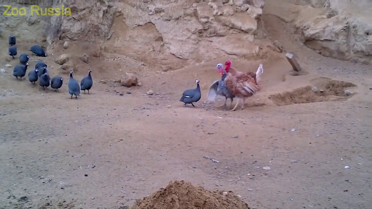 Chicken Fights With Turkey At Farm YouTube