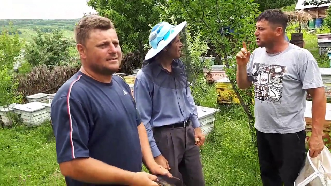 Stupina apicultorului Nelu Damaschin căruia i-au roit 100 de familii