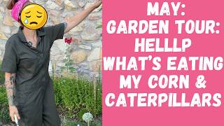 May: In My El Paso Texas Backyard Garden...Whats Growing On!